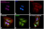 Rabbit IgG Fc, Cross-Adsorbed Secondary Antibody in Immunocytochemistry (ICC/IF)