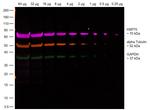 Rabbit IgG Fc, Cross-Adsorbed Secondary Antibody in Western Blot (WB)