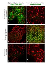 Syrian Hamster IgG (H+L) Highly Cross-Adsorbed Secondary Antibody