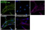 Syrian Hamster IgG (H+L) Highly Cross-Adsorbed Secondary Antibody in Immunocytochemistry (ICC/IF)