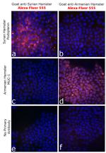 Syrian Hamster IgG (H+L) Highly Cross-Adsorbed Secondary Antibody