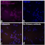 Syrian Hamster IgG (H+L) Highly Cross-Adsorbed Secondary Antibody in Immunocytochemistry (ICC/IF)