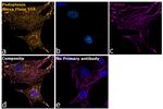 Syrian Hamster IgG (H+L) Highly Cross-Adsorbed Secondary Antibody in Immunocytochemistry (ICC/IF)