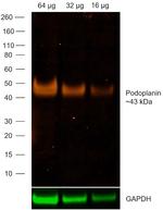 Syrian Hamster IgG (H+L) Highly Cross-Adsorbed Secondary Antibody in Western Blot (WB)