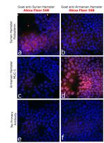 Syrian Hamster IgG (H+L) Highly Cross-Adsorbed Secondary Antibody