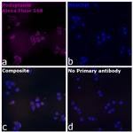 Syrian Hamster IgG (H+L) Highly Cross-Adsorbed Secondary Antibody in Immunocytochemistry (ICC/IF)