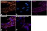 Syrian Hamster IgG (H+L) Highly Cross-Adsorbed Secondary Antibody in Immunocytochemistry (ICC/IF)