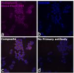 Syrian Hamster IgG (H+L) Highly Cross-Adsorbed Secondary Antibody in Immunocytochemistry (ICC/IF)