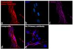 Syrian Hamster IgG (H+L) Highly Cross-Adsorbed Secondary Antibody in Immunocytochemistry (ICC/IF)