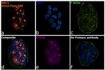 Armenian Hamster IgG (H+L) Highly Cross-Adsorbed Secondary Antibody