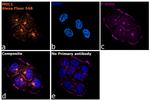 Armenian Hamster IgG (H+L) Highly Cross-Adsorbed Secondary Antibody in Immunocytochemistry (ICC/IF)