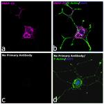 Armenian Hamster IgG (H+L) Highly Cross-Adsorbed Secondary Antibody in Immunocytochemistry (ICC/IF)