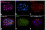 Armenian Hamster IgG (H+L) Highly Cross-Adsorbed Secondary Antibody