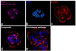 Armenian Hamster IgG (H+L) Highly Cross-Adsorbed Secondary Antibody in Immunocytochemistry (ICC/IF)