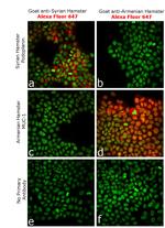 Armenian Hamster IgG (H+L) Highly Cross-Adsorbed Secondary Antibody