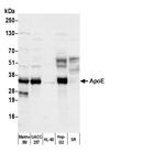 ApoE Antibody in Western Blot (WB)