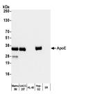 ApoE Antibody in Western Blot (WB)