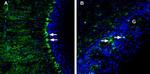 LRRC8A (extracellular) Antibody in Immunohistochemistry (Frozen) (IHC (F))