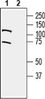 LRRC8A (extracellular) Antibody in Western Blot (WB)