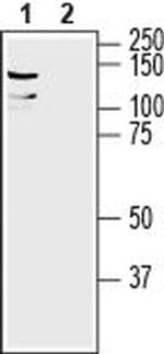 LRRC8A (extracellular) Antibody in Western Blot (WB)