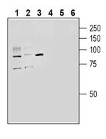 ACE2 (extracellular) Antibody in Western Blot (WB)