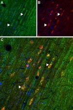 Adenosine A1 Receptor Antibody in Immunohistochemistry (Frozen) (IHC (F))