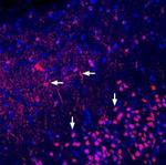 Adenosine A2A Receptor (extracellular) Antibody in Immunohistochemistry (Frozen) (IHC (F))