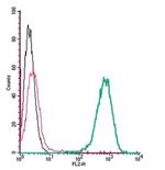 beta 2-Adrenoceptor (extracellular) Antibody in Flow Cytometry (Flow)