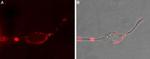 alpha 1D-Adrenergic Receptor (extracellular) Antibody in Immunocytochemistry (ICC/IF)