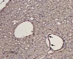 alpha 1D-Adrenergic Receptor (extracellular) Antibody in Immunohistochemistry (Paraffin) (IHC (P))