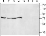 alpha 2B-Adrenergic Receptor (extracellular) Antibody in Western Blot (WB)