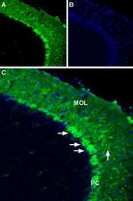 Apelin/APJ Receptor (extracellular) Antibody in Immunohistochemistry (Frozen) (IHC (F))