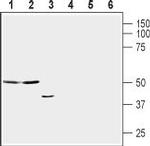 Apelin/APJ Receptor (extracellular) Antibody in Western Blot (WB)