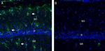 C5aR2 (extracellular) Antibody in Immunohistochemistry (Frozen) (IHC (F))