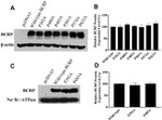 CD338 (ABCG2) Antibody in Western Blot (WB)