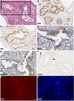 CD338 (ABCG2) Antibody in Immunohistochemistry (IHC)