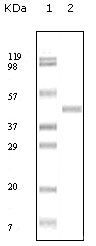 Abl2 Antibody in Western Blot (WB)