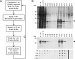 L-Ficolin Antibody in Western Blot (WB)