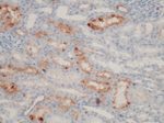 NGAL Antibody in Immunohistochemistry (Paraffin) (IHC (P))