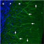 CaV1.2 (CACNA1C) Antibody in Immunohistochemistry (Frozen) (IHC (F))