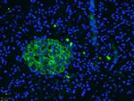 CaV1.2 (CACNA1C) Antibody in Immunohistochemistry (Paraffin) (IHC (P))