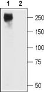 CaV1.2 (CACNA1C) Antibody in Western Blot (WB)