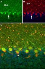 TRPC6 Antibody in Immunohistochemistry (Frozen) (IHC (F))