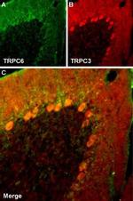 TRPC6 Antibody in Immunohistochemistry (Frozen) (IHC (F))