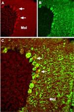 TRPC4 Antibody in Immunohistochemistry (Frozen) (IHC (F))