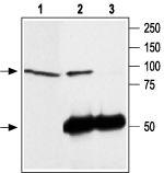 TRPC4 Antibody in Immunoprecipitation (IP)