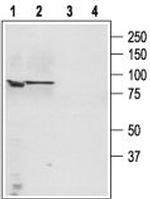 TRPC4 Antibody in Western Blot (WB)