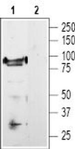 TRPV1 (VR1) Antibody in Western Blot (WB)