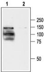 TRPV1 (VR1) Antibody in Western Blot (WB)