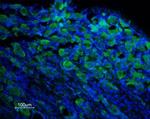 TRPM8 (extracellular) Antibody in Immunohistochemistry (Frozen) (IHC (F))